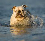 The bulldog at business owners' side